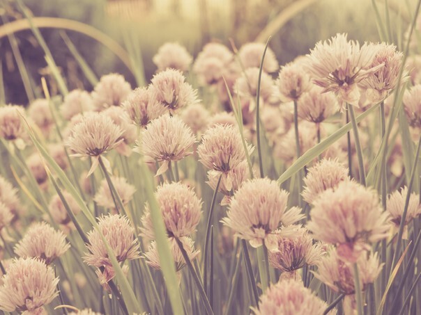 Toned picture of wild garlic flower